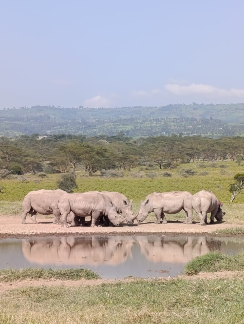 White Rhinos