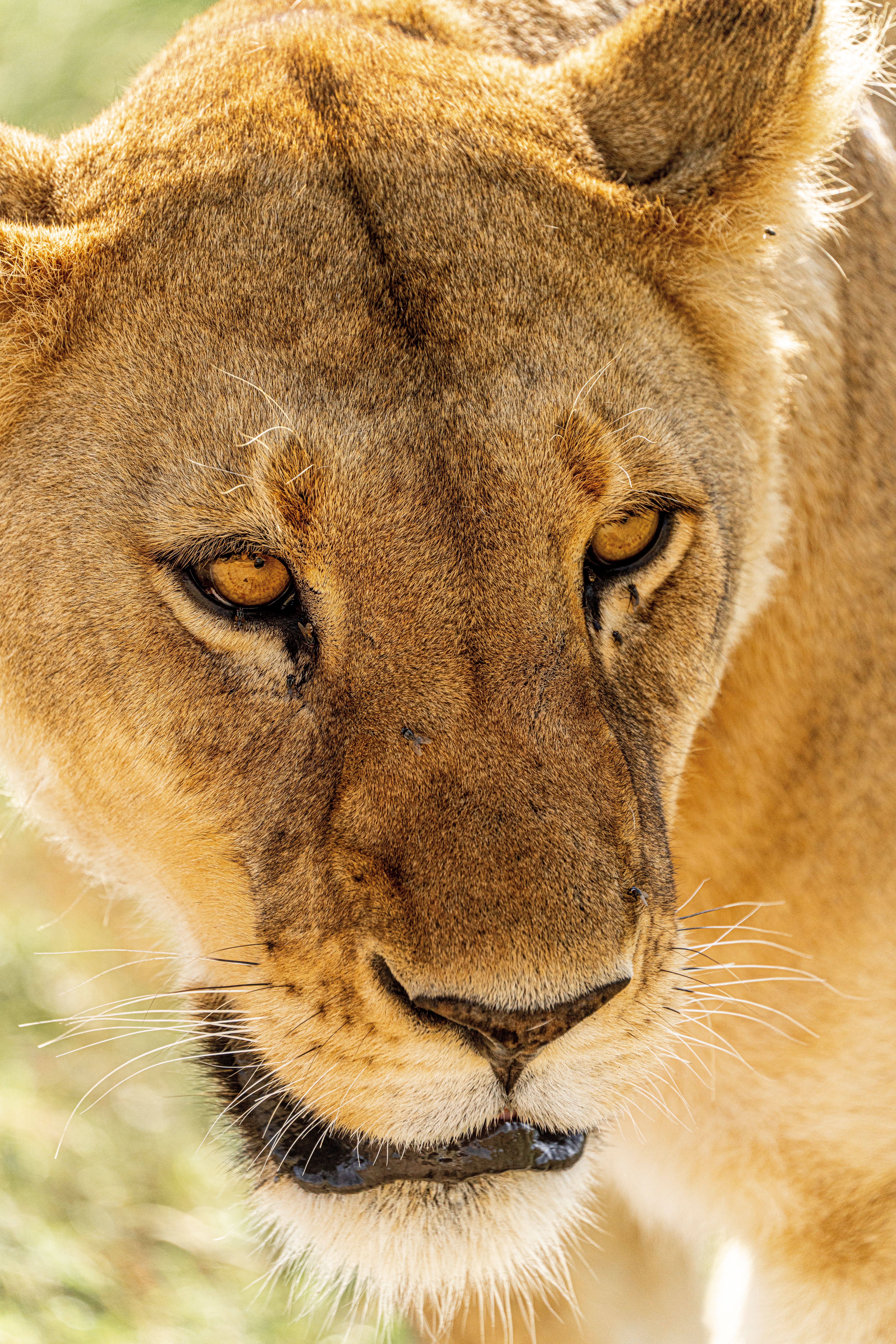 Kenya