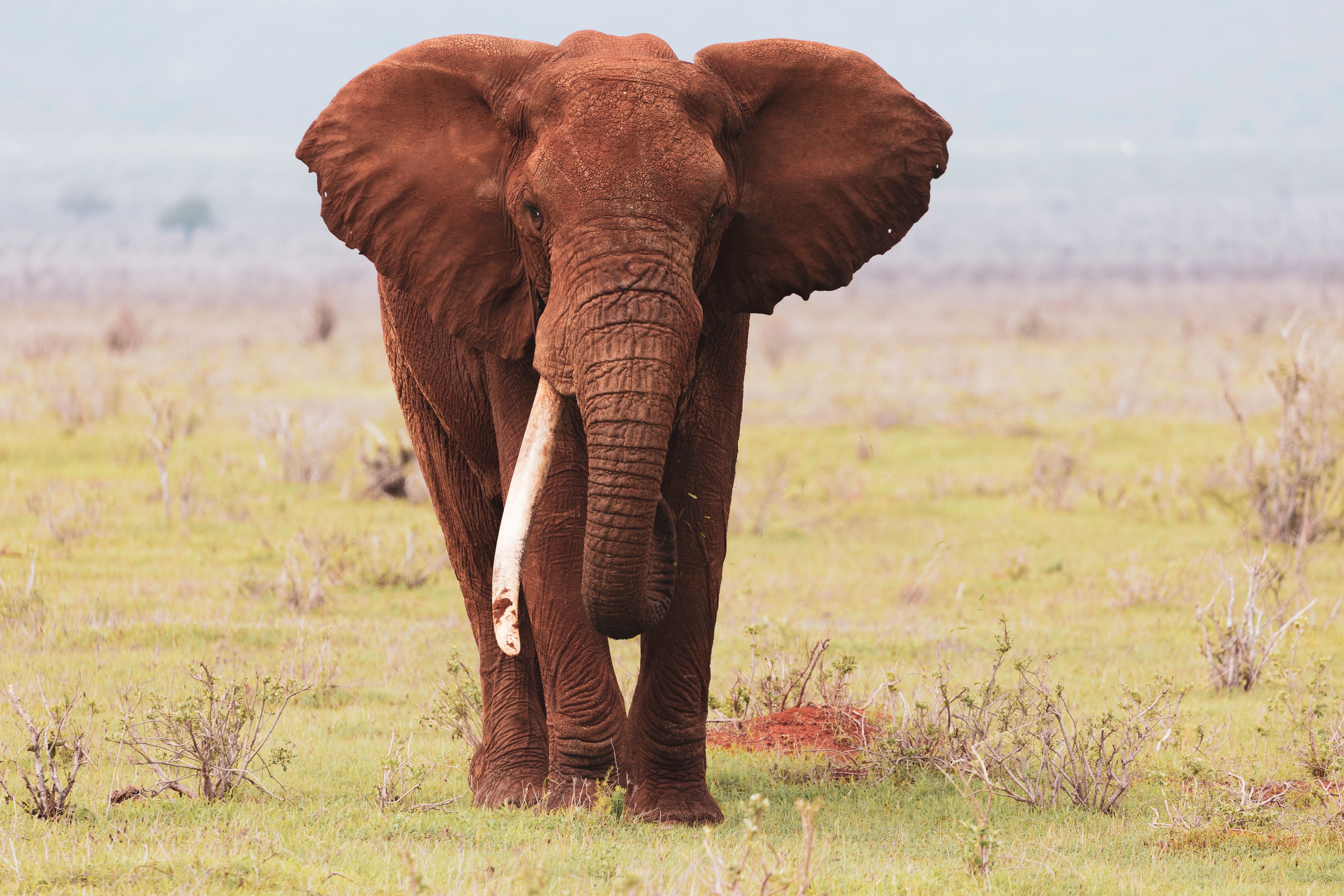 Tanzania