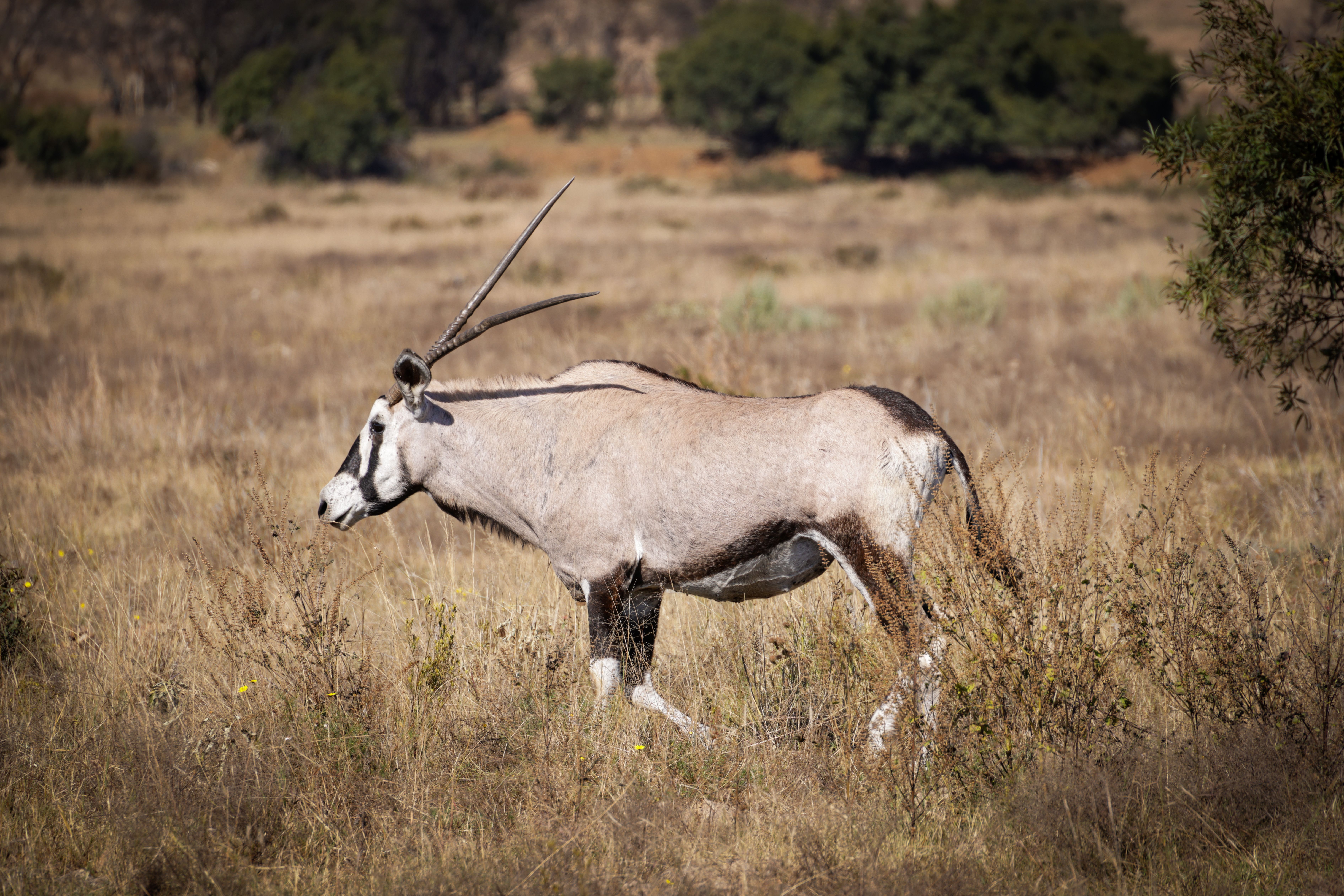 Kenya
