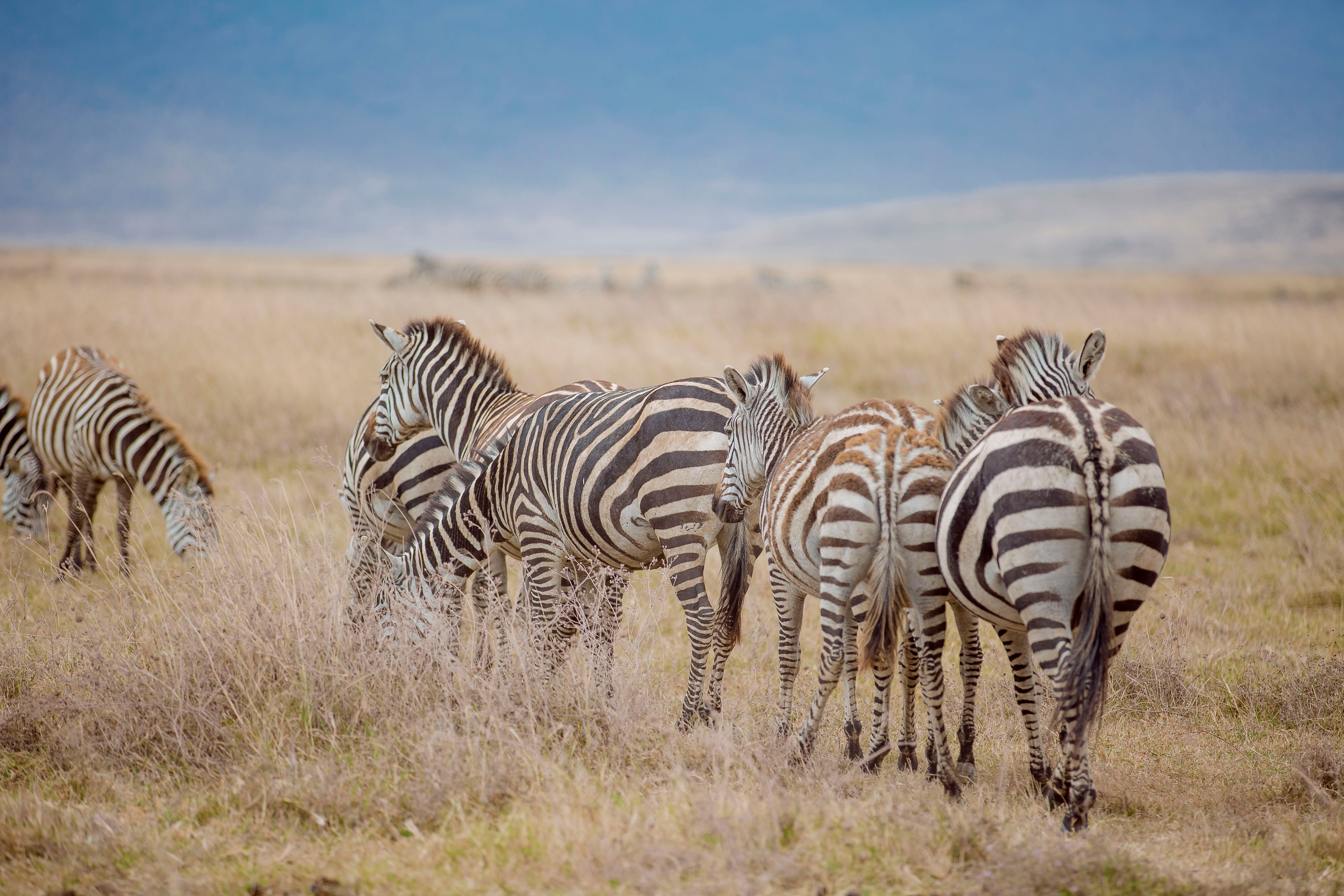 Tanzania