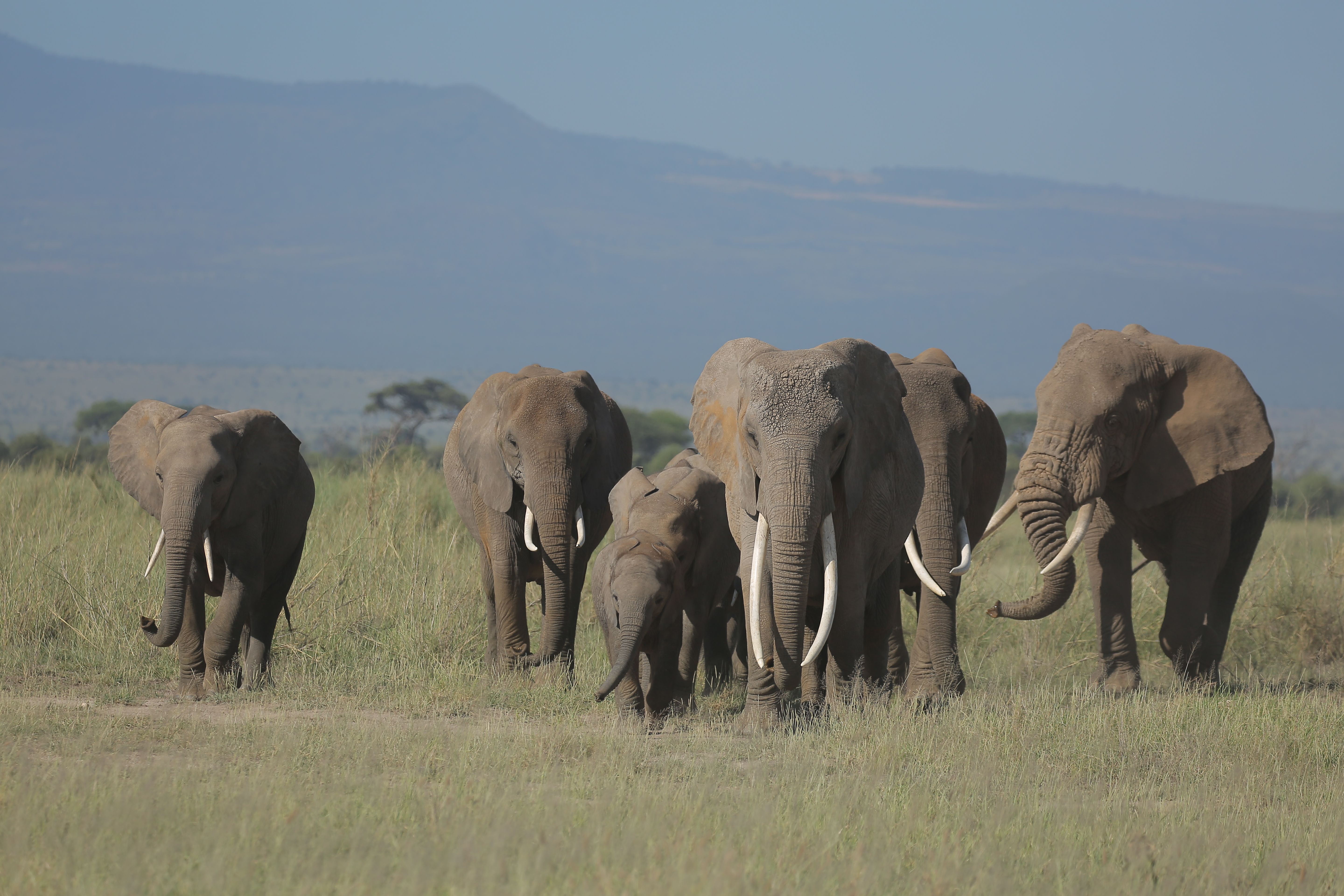 White Rhinos