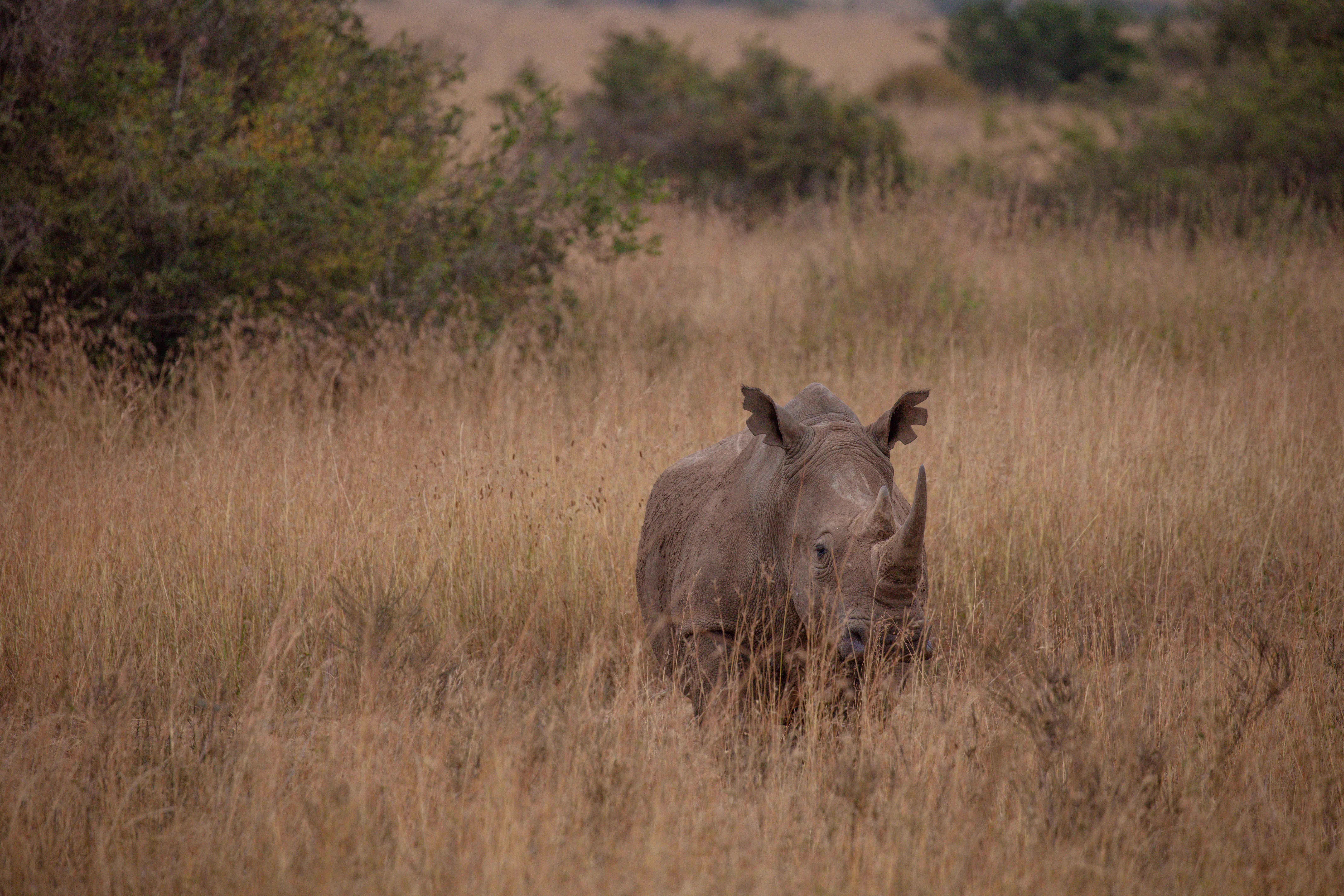 Kenya
